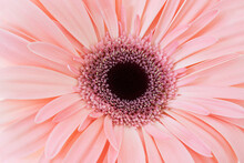 Beautiful Pink Gerbera Flower Close Up