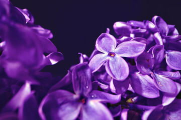 Wall Mural - Macro image of spring lilac violet flowers