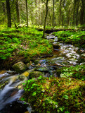 Fototapeta Mapy - Forest river creek water flow. Beautiful summer landscape with trees, stones and flowing water at sunny weather
