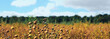 © New Africa - Beautiful flax plants with dry capsules in field on sunny day. Banner design