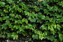 Texture Of Green Ivy Leaves On A Wall