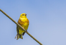 Yellowhammer - Emberiza Citrinella, Bird Sitting On A Wire