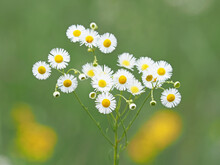 White Flowers Of Annual Daisy Fleabane, Erigeron Annuus