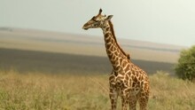 A Giraffe Stands And Chews Something Moving Its Ears In A Soaring Hot Savannah In The African Wild