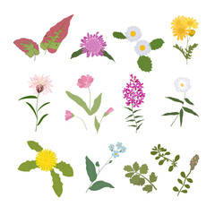 Wall Mural - Wild Flowers and Herbaceous Flowering Plants Vector Collection