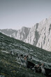 Gämse unterhalb des Ifingers im Wandergebiet Meran 2000 in den Sarntaler Alpen zum Sonnenuntergang 2
