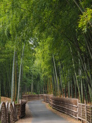  竹の小径
