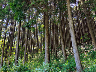 Coniferous forest in summer 2