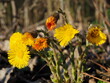 Wild spring flowers. Bright yellow tussilago inflorescences close-up. Russia