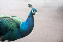 An Iridescent Blue Peacock With Focus To The Eye And Crest And Plenty Of Copyspace