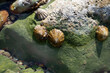 Edible sea water molluscs Patella caerulea, species of limpet in family Patellidae