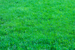 Mowed fresh grass green lawn, natural background lawn grass