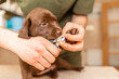 Veterinarian specialist holding puppy labrador dog, process of cutting dog claw nails of a small breed dog with a nail clipper tool,trimming pet dog nails manicure.Selective focus.