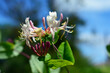 Lonicera caprifolium, the Italian woodbine, goat-leaf honeysuckle, perfoliate honeysuckle, Italian honeysuckle, or perfoliate woodbine blooming in the garden.