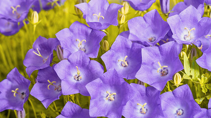 Wall Mural - Beautiful blue flowers of Carpathian bluebells