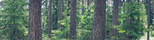 Panoramic View Of The Coniferous Forest In Spring In The Evening.