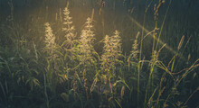 Sunlit Meadow Grass Nettle Close-up At Sunset. Soft Focus. Toned Image.
