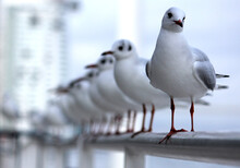 Seagulls Lined Over A Handrail In Portugal