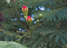 Close Up Of The Flowering Buds Of The Royal Poinciana Tree, Known Also As  Flamboyant Or Phoenix Flower