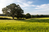 Fototapeta Sawanna - An idyllic summer farm landscape in Sussex