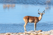 Closeup Of An Impala - Aepyceros Melampus- Walking In Front Of The Deel Blue Waters Of A Waterhole In Etosha National Park, Namibia.