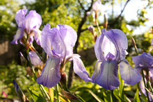 Beautiful Light Blue Iris Flowers Growing Outdoors On Sunny Day, Closeup