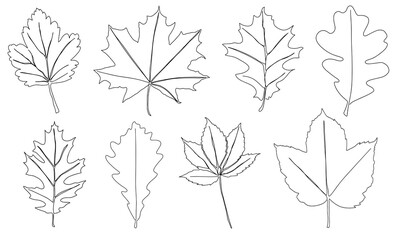 Wall Mural - A set of autumn leaves drawn with a continuous line. Autumn leaf in one line style icon vector illustration design