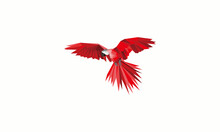 Polygon Red Bird