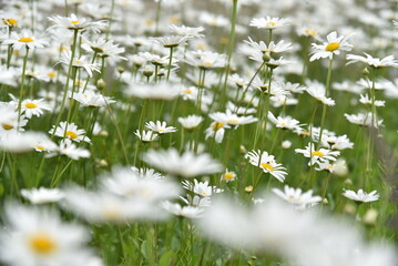 Wall Mural - Chamomile field with flowers close-up in summer