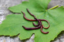 Breeding Red Worms Dendrobena. Fertile Soil. Natural Soil Improvement. Fishing Worms.