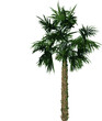 Front view of plant (Adolescent Palmetto Palm Tree 1) tree illustration vector	