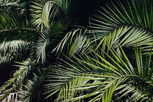 Group Of Big Green Leaves Of Exotic Date Palm Trees. Cropped Shot Of Tropical Plant Foliage Lit By Sunlight. Pollution Free Symbol. Close Up, Copy Space For Text, Background.