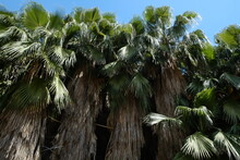 Bunch Of Really Old Tall Sugar Palm Trees With Old Dry Uncut Leaves And New Green Ones. Unpruned Stripped European Fan Palms. Close Up, Copy Space For Text, Background.