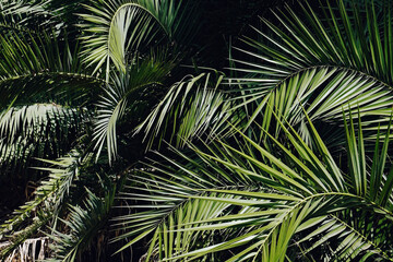 Group of big green leaves of exotic date palm trees. Cropped shot of tropical plant foliage lit by sunlight. Pollution free symbol. Close up, copy space for text, background.