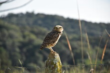 A Burrowing Owl, Protecting The Entrance To Its Nest, In A Remnant Of The Atlantic Forest, In Curitiba, Paraná, Brazil.