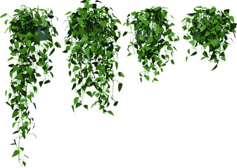 front view of plant (hanging creepers plants 1) tree illustration vector