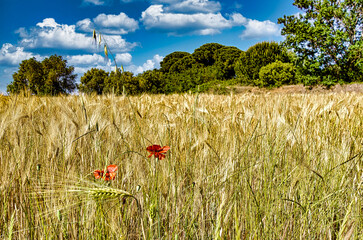 landscape with two red poppies in a wheat field in castagneto carducci tuscany italy