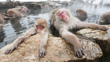 Fototapeta Dmuchawce - Wild snow monkeys sitting in a hot spring, Japan.