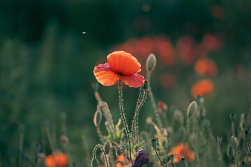 Wall Mural - Summer sunset over beautiful poppy meadow.