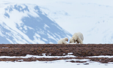 Wall Mural - Shot in Svalbard may 2022, polar bear mother and cub eating a reindeer and walking down the shore