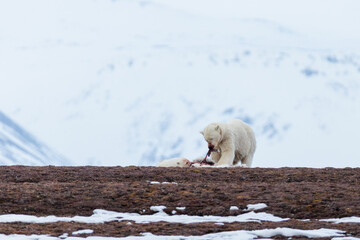 Wall Mural - Shot in Svalbard may 2022, polar bear mother and cub eating a reindeer and walking down the shore