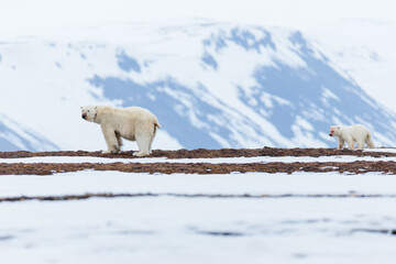 Wall Mural - Shot in Svalbard may 2022, polar bear mother and cub eating a reindeer and walking down the shore