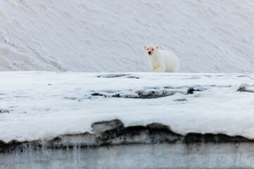 Wall Mural - Shot in Svalbard may 2022, polar bear mother and cub eating a reindeer and walking down the shore