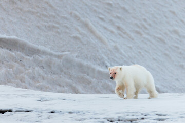 Wall Mural - Shot in Svalbard may 2022, polar bear mother and cub eating a reindeer and walking down the shore