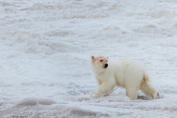 Wall Mural - Shot in Svalbard may 2022, polar bear mother and cub eating a reindeer and walking down the shore