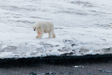 Wall Mural - Shot in Svalbard may 2022, polar bear mother and cub eating a reindeer and walking down the shore