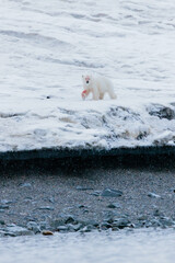 Wall Mural - Shot in Svalbard may 2022, polar bear mother and cub eating a reindeer and walking down the shore