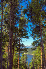 Wall Mural - Evergreen trees, blue water, and Rocky Mountains at Turquoise Lake in Colorado