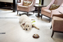 Adorable White Dog Lying On The Floor At Lobby Of Luxury Hotel. Concept Of Pet Friendly Service And Business. Maremma Shepherd Dog