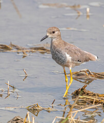 Wall Mural - White Tail Lapwing strolling in land